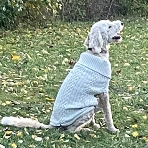 ✨Host Pick! Boots & Barkley cabled dog sweater XL NWT - Picture 4 of 11